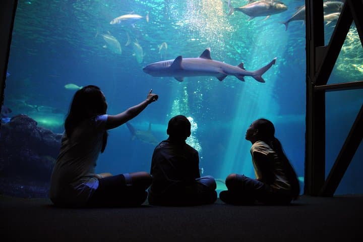 Inside Maui Ocean Center: Guide to Hawaii's Premier Aquarium