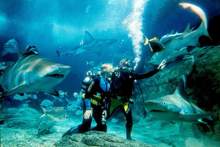 Shark Dive at SEA LIFE Melbourne Aquarium — Up‑Close Oceanarium Encounter