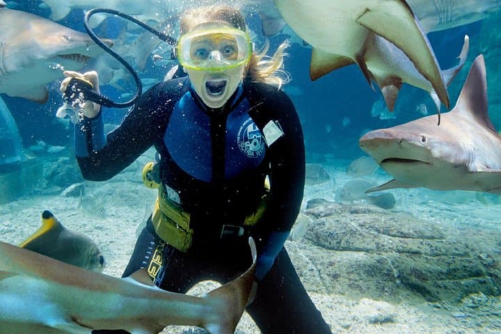 Shark Dive at SEA LIFE Melbourne Aquarium — Up‑Close Oceanarium Encounter photo 3