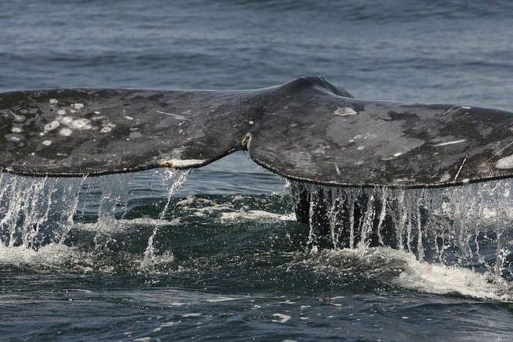 San Diego Whale Watching Cruise — Half-Day Sail for Gray, Blue & Humpback Whales photo 3