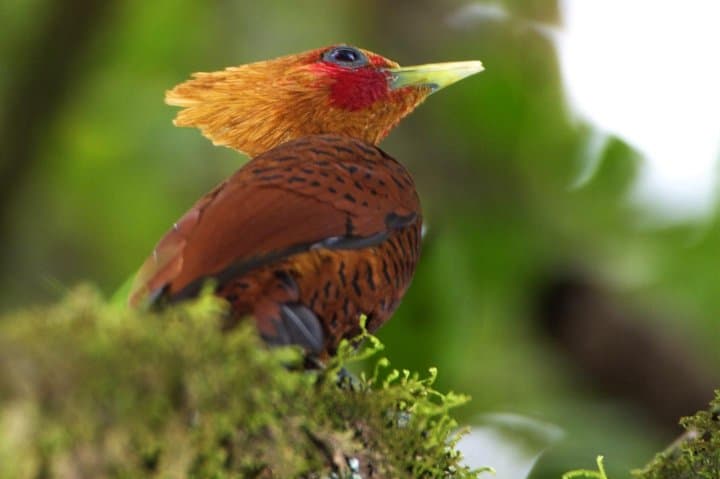 Braulio Carrillo Bird-Watching Day Trip: Aerial Tram & Rainforest Sanctuary photo 4