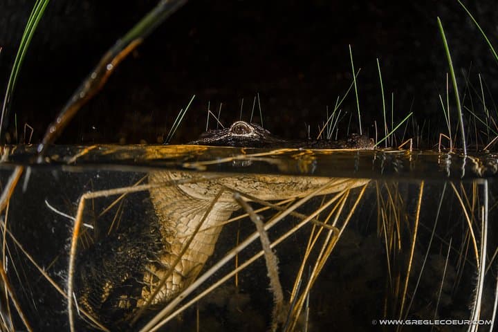 Florida Everglades Night Airboat Tour: Exploring the Wild Wetlands After Dark photo 2