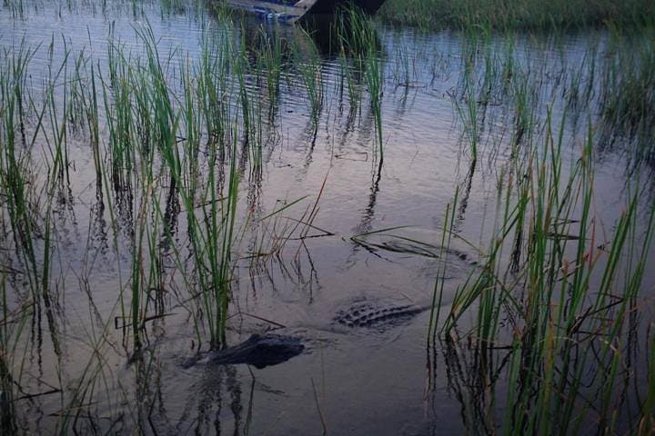Explore the Everglades After Dark: Private Night Airboat Adventure in Florida photo 4