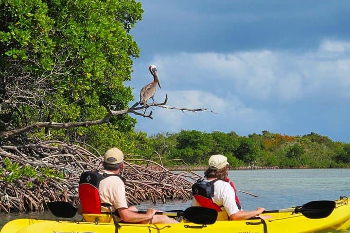 Sunset Kayak Tour in the Mangrove Lagoon, St Thomas — Bird Island Golden Hour Paddle photo 3