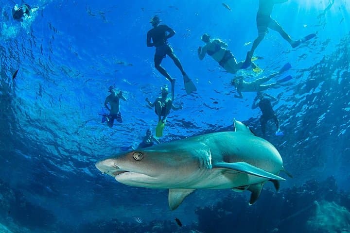Snorkel with Reef Sharks at Kuata Island – Full-Day Yasawa Cruise
