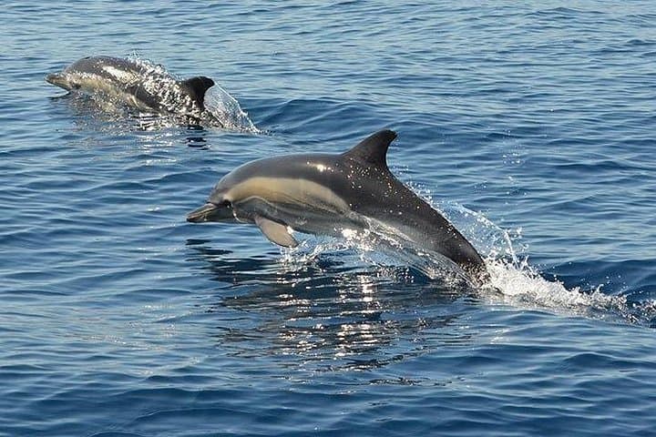 Algarve 4x4 Safari and Coastal Boat Tour — Mountains, Springs & Dolphins photo 1