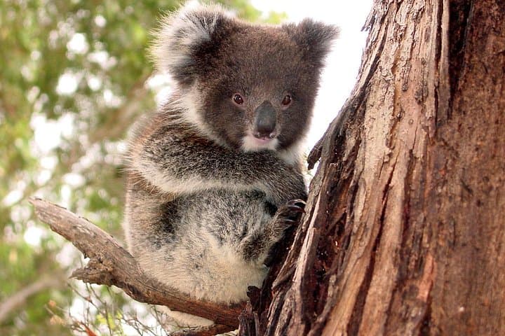 Island Life: Kangaroo Island Small-Group Wildlife & Seal Bay Full-Day Tour photo 1