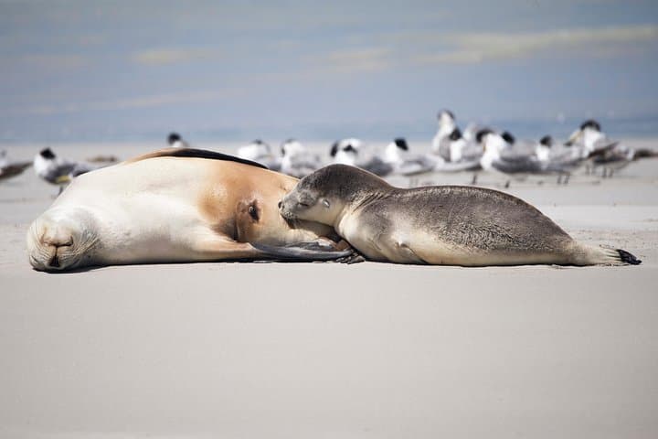 Island Life: Kangaroo Island Small-Group Wildlife & Seal Bay Full-Day Tour photo 2