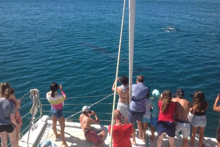 Catamaran Cruise in Lagos — Ponta da Piedade Cliffs, Caves & Swim Adventure photo 2