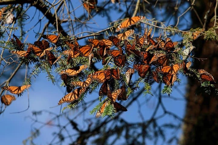 Monarch Butterfly Sanctuary Day Trip from Mexico City — Piedra Herrada & Valle de Bravo photo 2