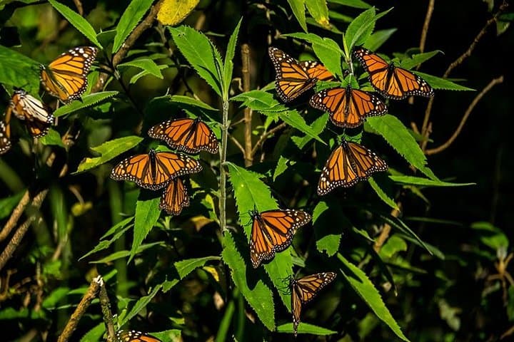 Monarch Butterfly Sanctuary Day Trip from Mexico City — Piedra Herrada & Valle de Bravo photo 3