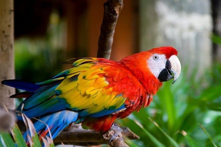 3-Day Amazon Jungle Adventure at Muyuna Lodge — Iquitos Wildlife & Canoe Expedition photo 2