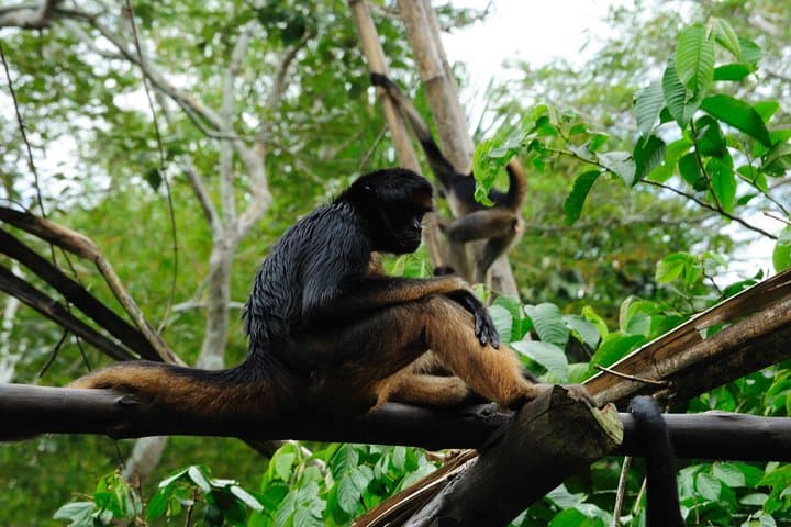 Iquitos Amazon Jungle Adventure: 4-Day Heliconia Lodge Experience