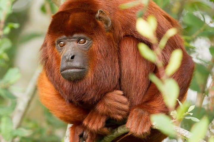 3-Day Tambopata Amazon Jungle Tour at Hacienda Concepción — Lake Sandoval & Canopy Walkway photo 5