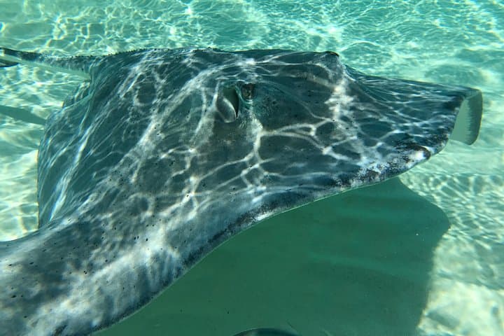 Private Half-Day Stingray City, Snorkeling & Starfish Beach Tour — Grand Cayman photo 6