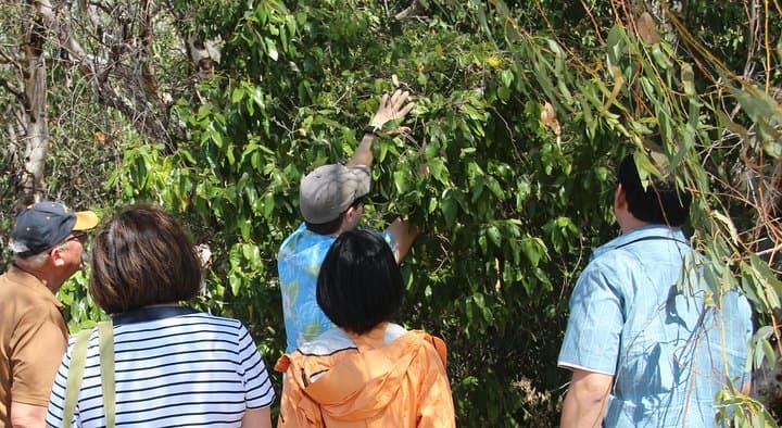 Magnetic Island Day Tour: A Comprehensive Guide to Maggie’s Best Sights photo 4
