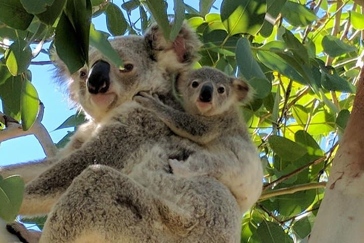 Magnetic Island Day Tour: A Comprehensive Guide to Maggie’s Best Sights photo 5