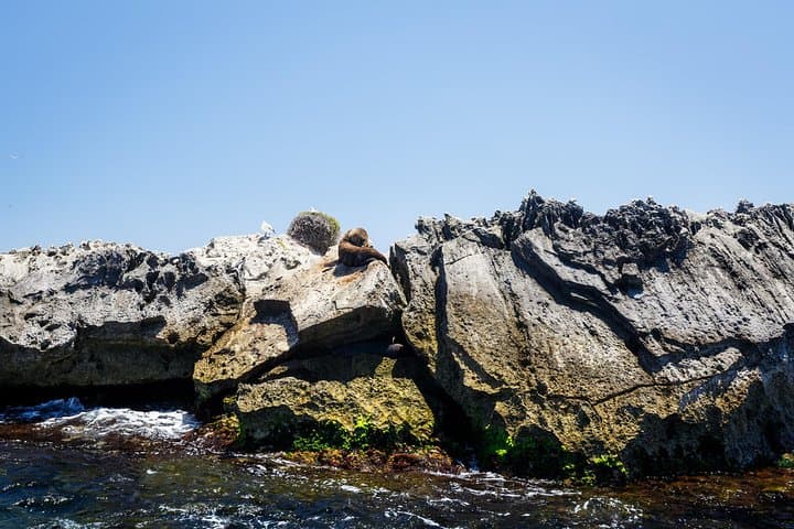 Rottnest Island Adventure: Ferry, High-Speed Wildlife Cruise & Island Activities from Perth photo 5