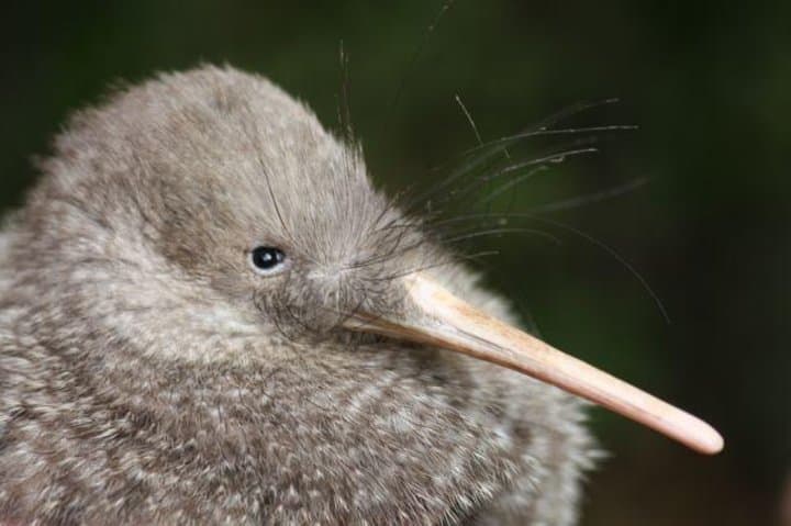 Zealandia by Night: Guided Eco Wildlife Walk in Wellington photo 4