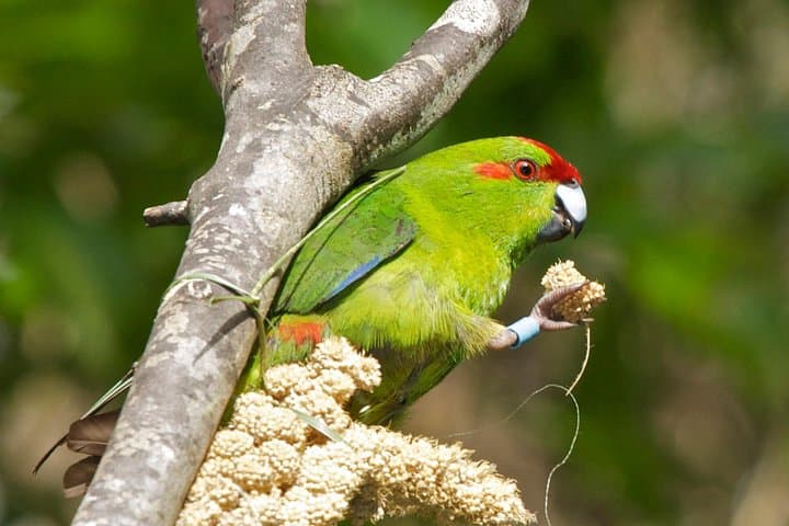 Zealandia 2-Hour Eco Wildlife Tour — Wellington’s Mainland Sanctuary Experience photo 3