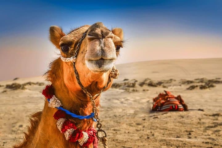 Dubai Red Sand Safari: Dune Bashing, Camel Ride & BBQ Evening photo 2