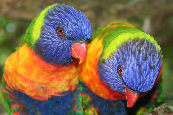 Inside Birds of Eden: Exploring the World's Largest Free-Flight Aviary in Plettenberg Bay photo 2