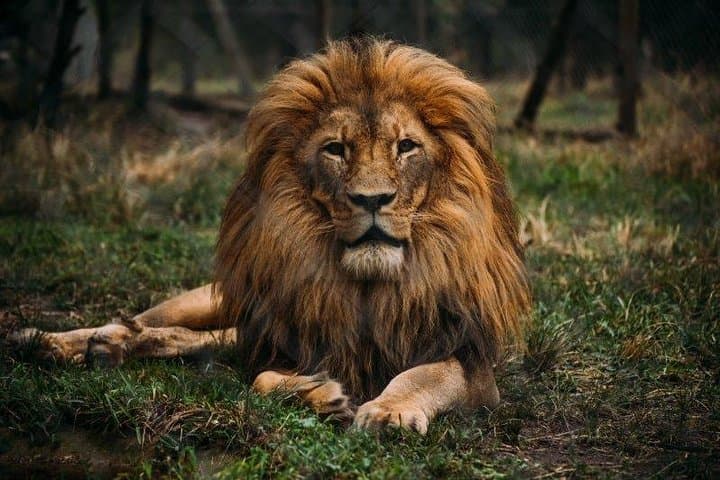 Jukani Wildlife Sanctuary Guided Tour — Plettenberg Bay Big Cats & Rescue Experience