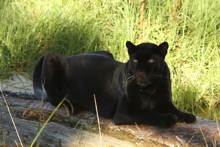 Jukani Wildlife Sanctuary Guided Tour — Plettenberg Bay Big Cats & Rescue Experience photo 2