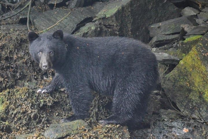 Captain Your Own Zodiac: Small-Group Wilderness Adventure from Ketchikan photo 2