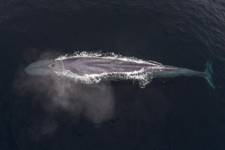 Unforgettable 4-Hour Whale Watching Tour in Monterey Bay: A Marine Wildlife Adventure