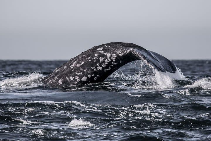 Experience Monterey Bay: A 3-Hour Whale Watching Adventure with Expert Naturalists