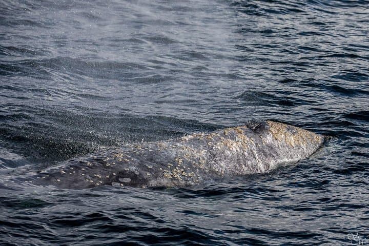 Experience Monterey Bay: A 3-Hour Whale Watching Adventure with Expert Naturalists photo 3