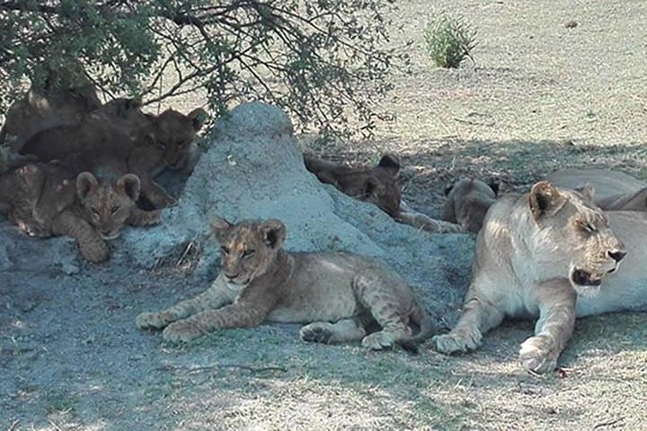 Moremi One-Day Game Drive Safari: Day Trip from Maun into the Okavango Delta photo 3