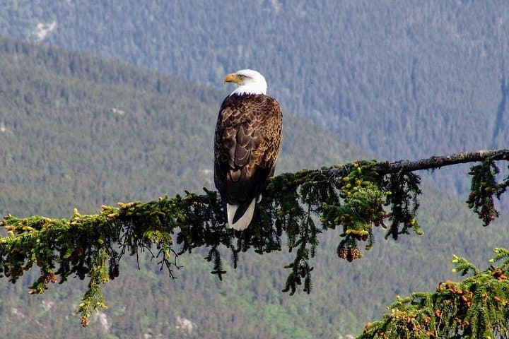 Skagway Scenic River Float Tour to Dyea Valley — Taiya River Shore Excursion photo 2