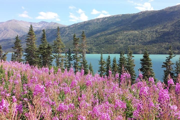 Half-Day Skagway Tour to the Yukon Border & Yukon Suspension Bridge photo 1