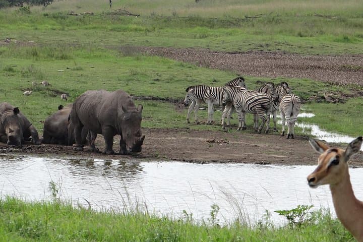 Mini Safari and Zulu Cultural Experience Near Durban — Day Tour Guide photo 1