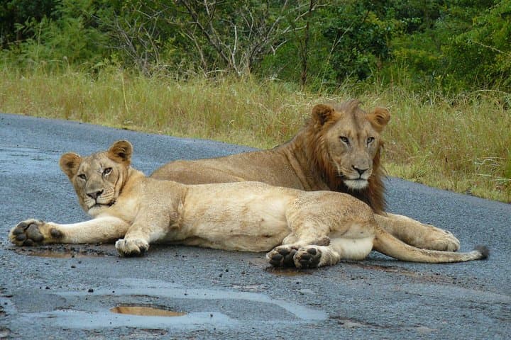 Three-Day Durban Safari: Hluhluwe-Imfolozi & St Lucia Wildlife Adventure