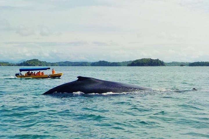 Whale Watching and Island Day at Isla Bolaños — Gulf of Chiriquí