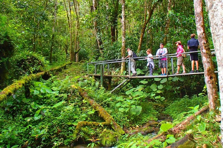 Half-Day Cloud Forest Wildlife Hike on the Pipeline Trail — Boquete