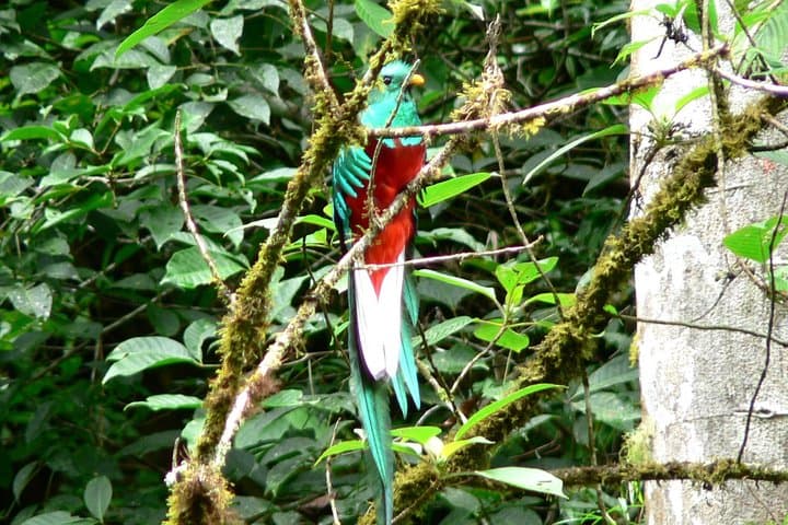 Half-Day Cloud Forest Wildlife Hike on the Pipeline Trail — Boquete photo 2