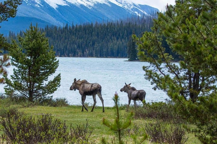 Jasper Maligne Lake Wildlife and Sightseeing Tour with Lakeshore Hike