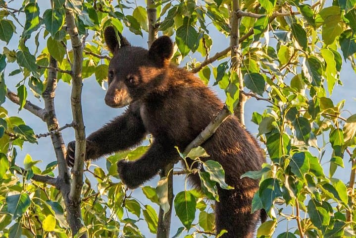 Jasper Evening Wildlife Tour — When and Where to Spot Elk, Bears & Bighorn Sheep photo 1