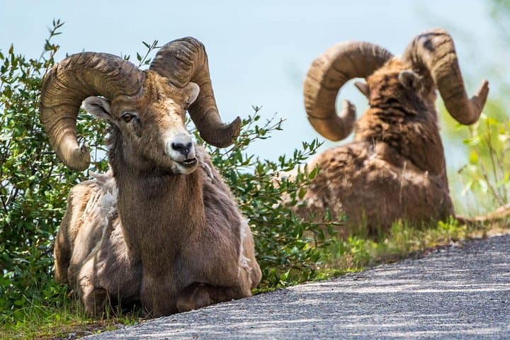 Jasper Evening Wildlife Tour — When and Where to Spot Elk, Bears & Bighorn Sheep photo 3