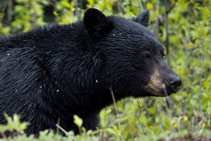 Jasper Maligne Valley Wildlife Tour with Maligne Lake Cruise to Spirit Island photo 2