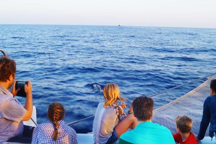 Sunrise Catamaran Dolphin Watching in Alcúdia — Mallorca Morning Cruise photo 2