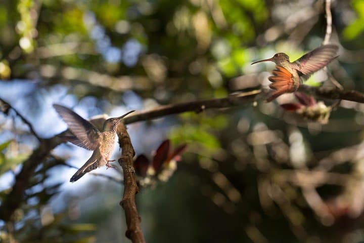 Private Mindo Cloud Forest Day Trip — Coffee, Chocolate, Waterfalls & Wildlife