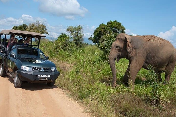 Glamping Safari Bordering Udawalawe National Park: Overnight Tented Camp & Evening Game Drive photo 3
