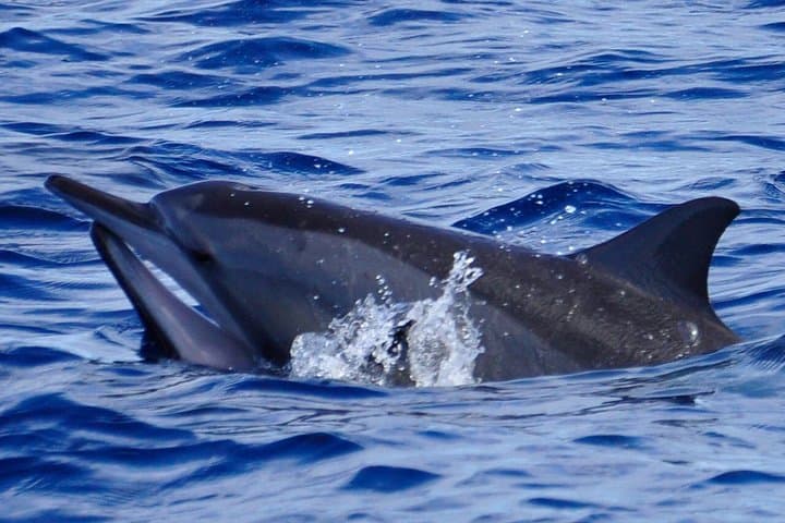 Shared Dolphin Encounter in Mauritius: Swim with Wild Dolphins off Tamarin Bay
