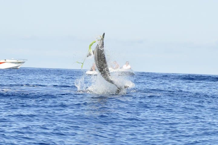 Shared Dolphin Encounter in Mauritius: Swim with Wild Dolphins off Tamarin Bay photo 2
