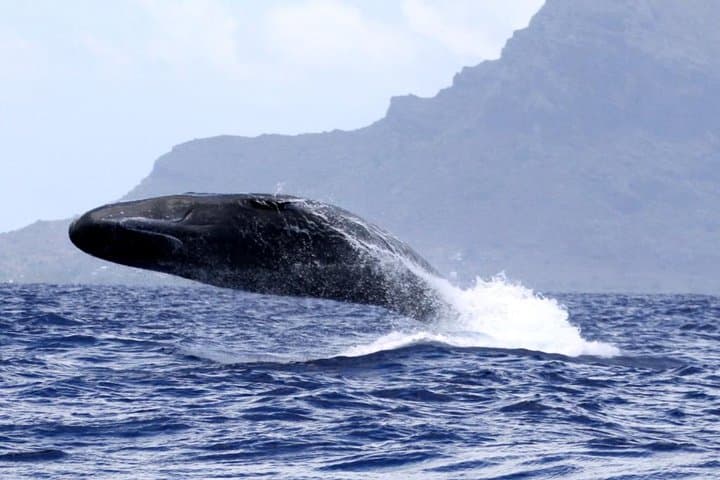 West Coast Mauritius Whale-Watching Speedboat Excursion — Sperm & Humpback Encounters